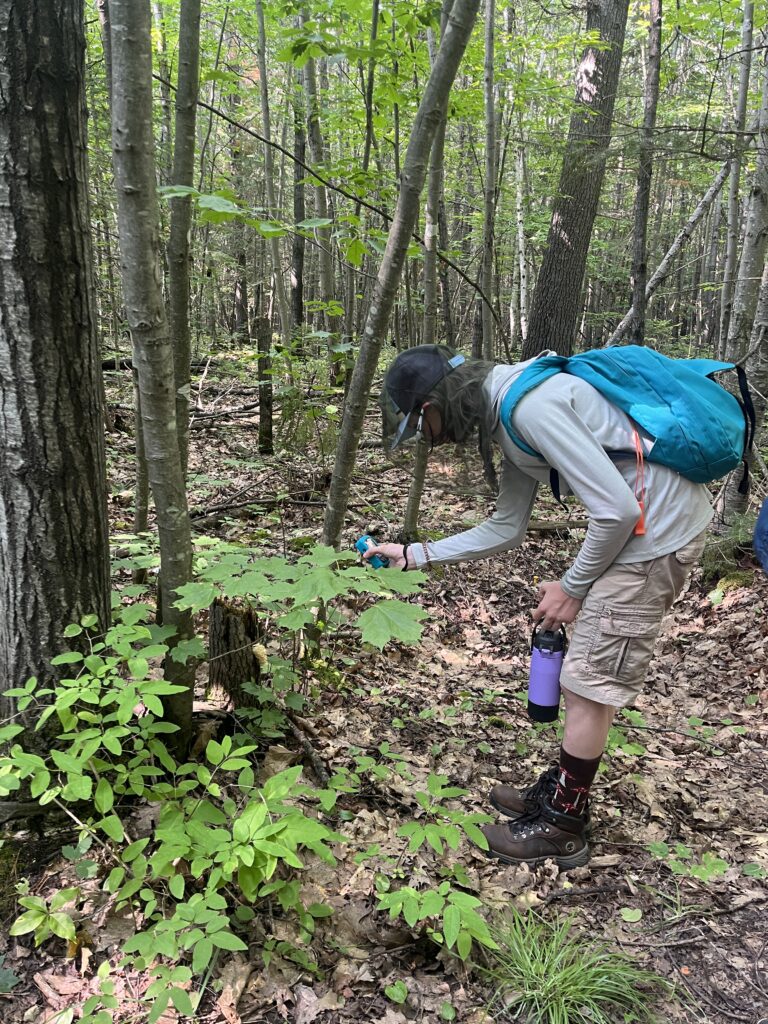 Student looking at native plants.